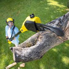 How Our Tree Care Process Works  in  Buffalo Center, IA