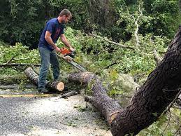 Best Tree Preservation Services  in Buffalo Center, IA