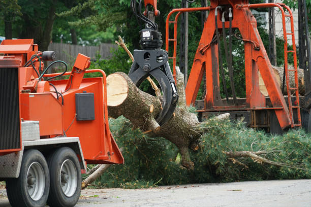 Best Utility Line Clearance  in Buffalo Center, IA