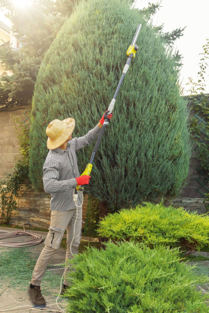 Best Fruit Tree Pruning  in Buffalo Center, IA