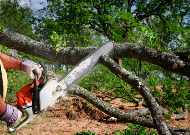  Buffalo Center, IA Tree Care Services Pros